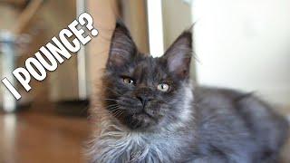 Maine Coon Kitten Turns 3 Months Kibas First Video