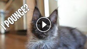 Maine Coon Kitten Turns 3 Months Kibas First Video