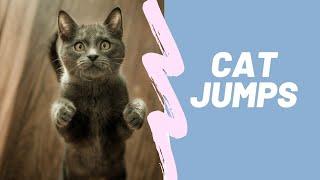 Chats De Race Chartreux Videos