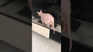 Chats de Race Donskoy