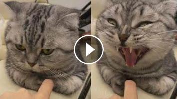 Kucing gemesin video lucu 13 Video