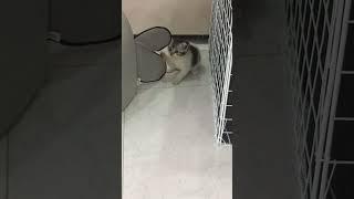 Chats de Race Scottish Fold