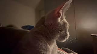 Chats de Race Oriental