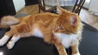 Chats De Race Maine Coon Videos