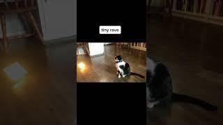 Chats de Race Burmese