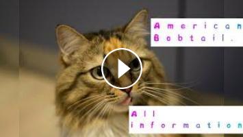 American Bobtail Pros And Cons Price How To Choose Facts Care History