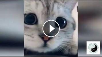 Chat Mignon Chat Drole Video De Chat A Mourir De Rire