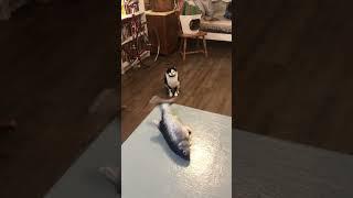 Chats de Race Snowshoe