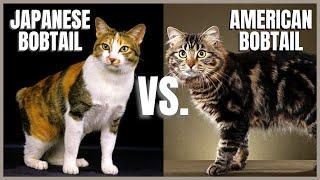 Information About American Bobtail Cat Catvideos