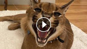 Wild Caracal Pumba Hissing Compilation : Floppa