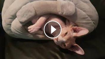 Video Chat N 2 Sphynx Le Confinement C Est Dur Pour Tout Le Monde